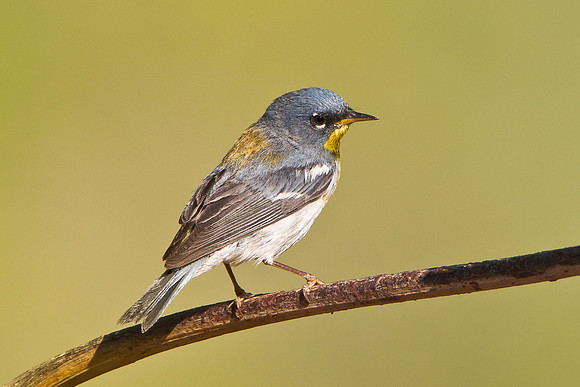 Northern Parula