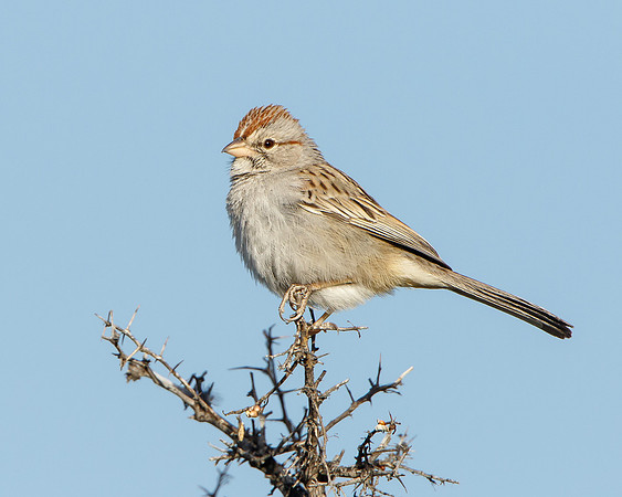 Rufous-winged Sparrow