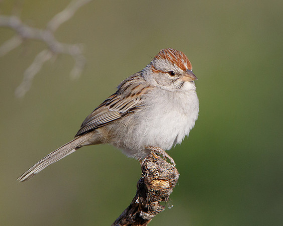 Rufous-winged Sparrow
