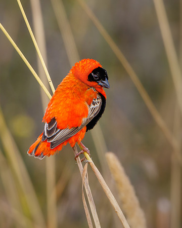 Northern Red Bishop
