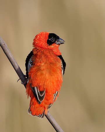 Northern Red Bishop