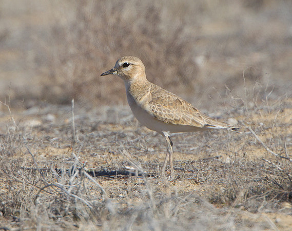 Mountain Plover