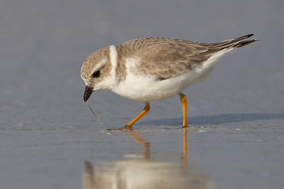 Piping Plover, feeding