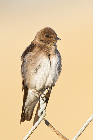 Northern Rough-winged Swallow