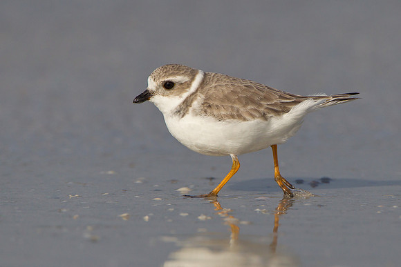 Piping Plover