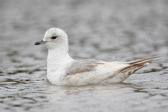 Mew Gull