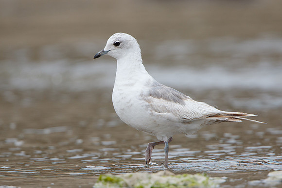 Mew Gull