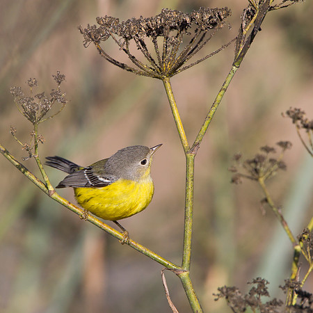 Magnolia Warbler