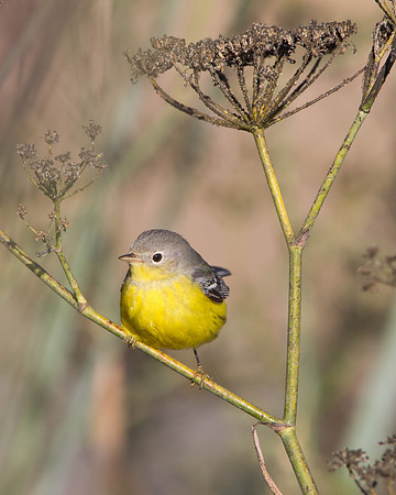 Magnolia Warbler
