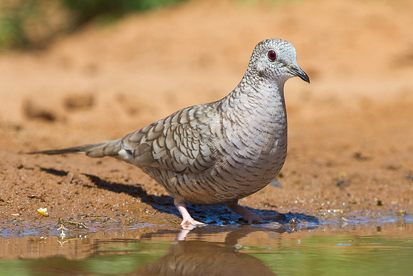 Inca Dove