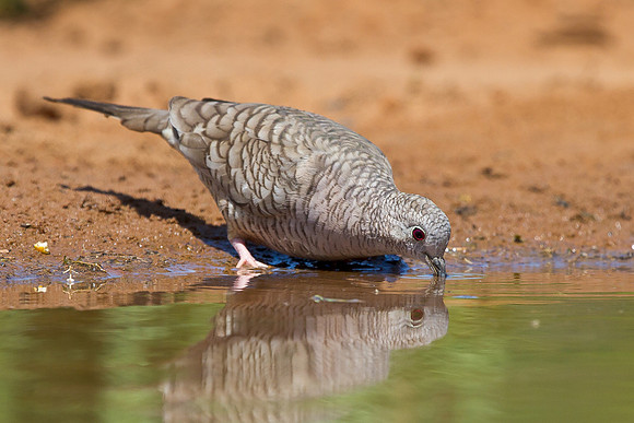 Inca Dove