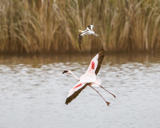 Lesser Flamingo (escaped captive bird)