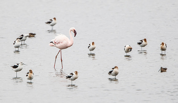 Lesser Flamingo (escaped captive bird)