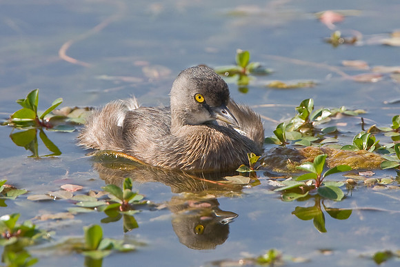 Least Grebe