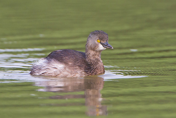 Least Grebe