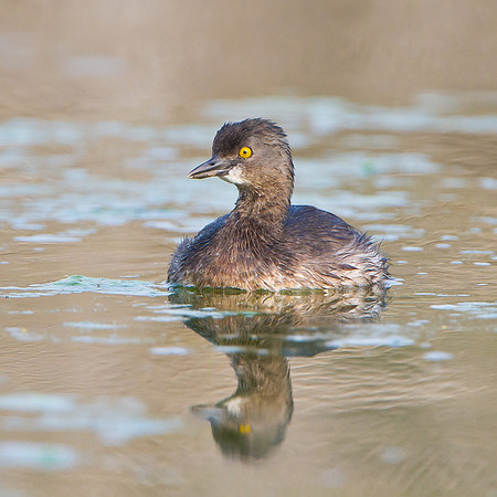 Least Grebe