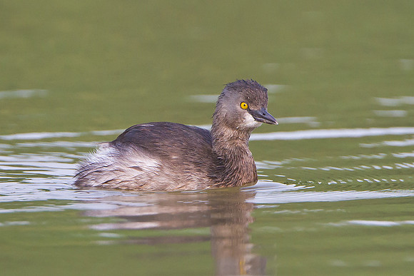 Least Grebe
