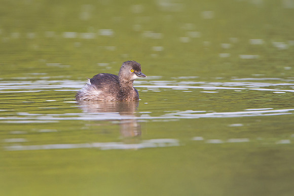 Least Grebe