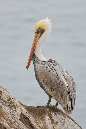 Brown Pelican