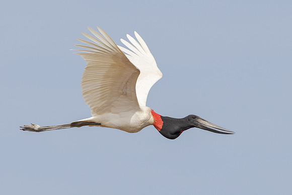Jabiru