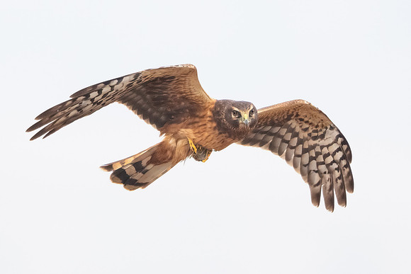 Northern Harrier, with prey
