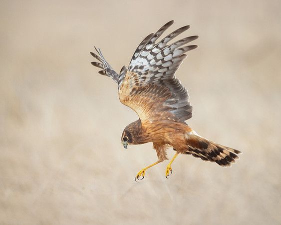 Northern Harrier, hunting
