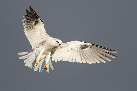 White-tailed Kite