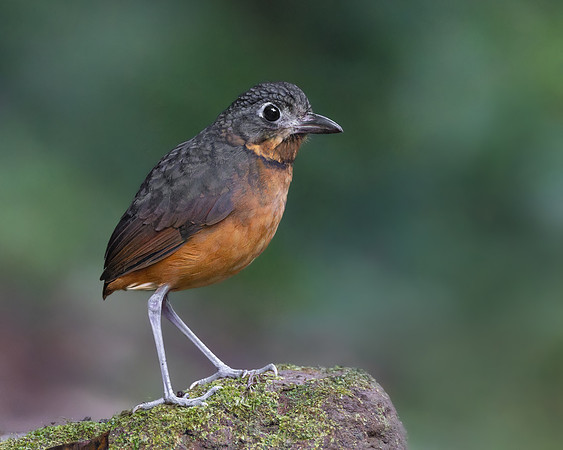 Scaled Antpitta
