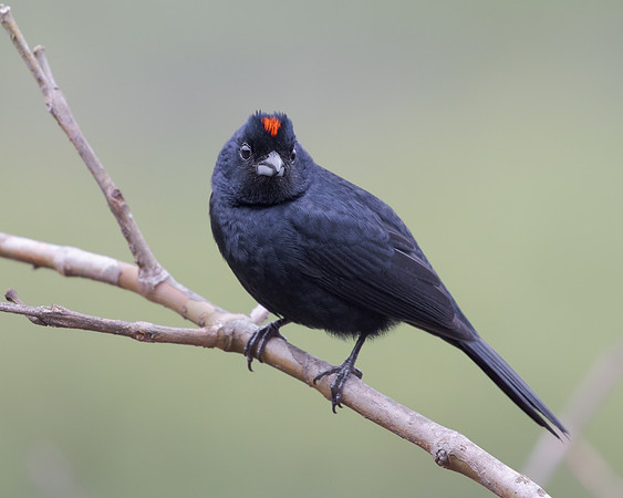 Ruby-crowned Tanager