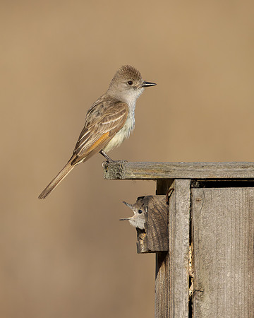 Ash-throated Flycatchers at nest box