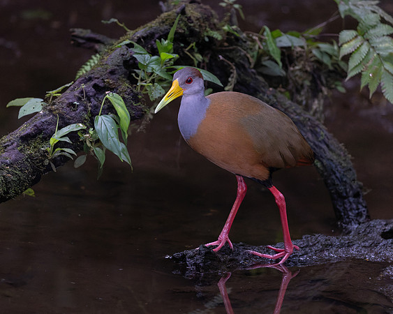 Russet-naped Wood-Rail