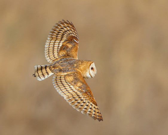 Barn Owl