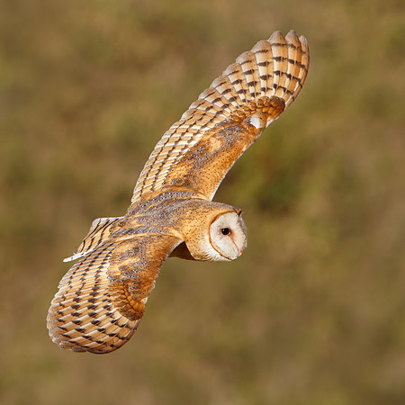 Barn Owl