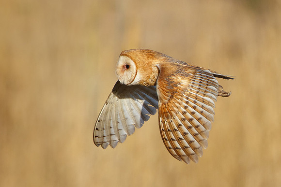 Barn Owl