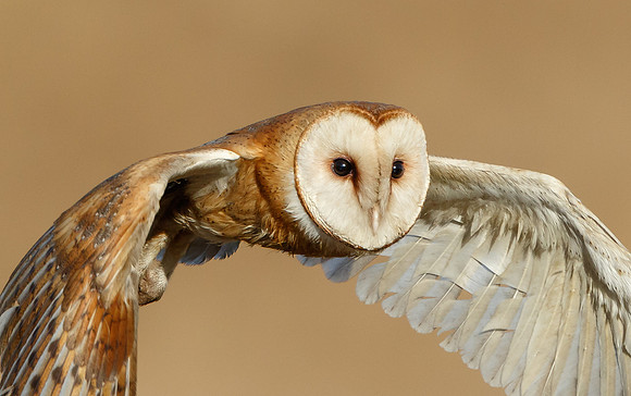 Barn Owl