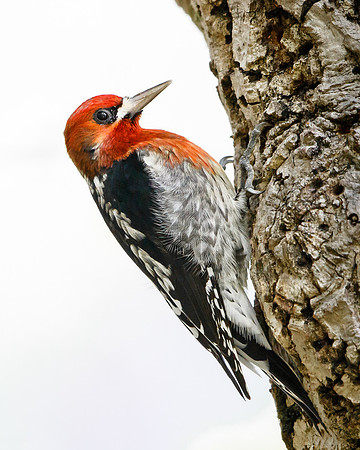 Red-breasted Sapsucker