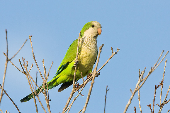 Monk Parakeet
