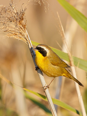 Common Yellowthroat