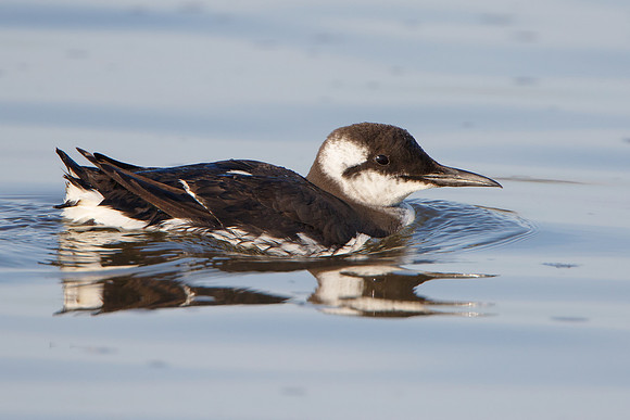 Common Murre