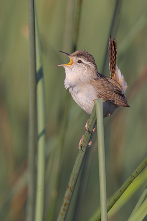 Marsh Wren