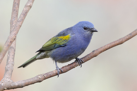 Golden-chevroned Tanager