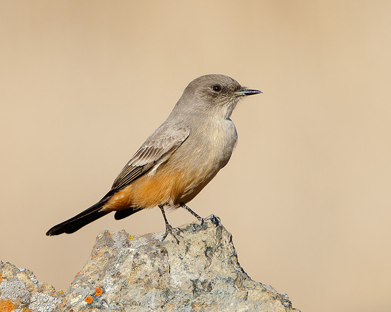Say's Phoebe