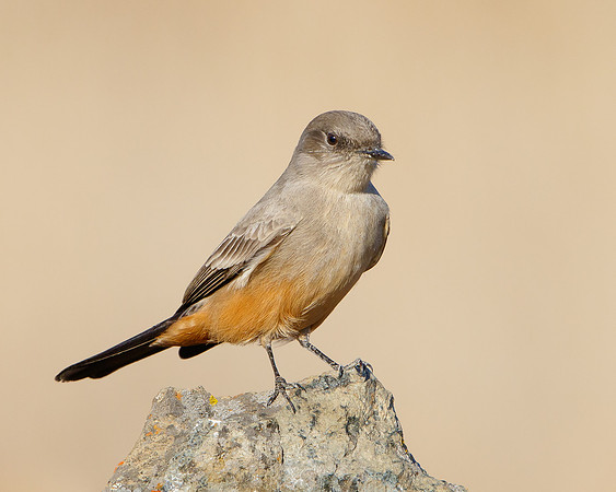 Say's Phoebe