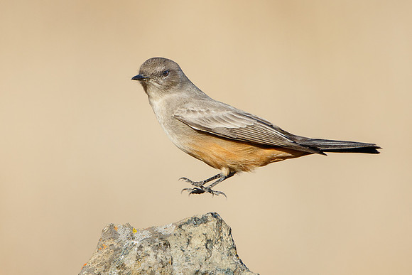 Say's Phoebe