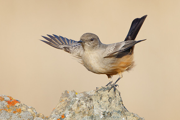 Say's Phoebe