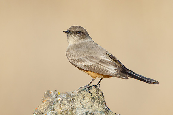 Say's Phoebe