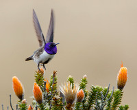 Ecuadorian Hillstar, male