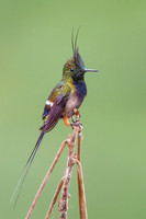 Wire-crested Thorntail