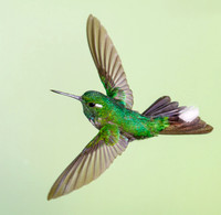 Purple-bibbed Whitetip
