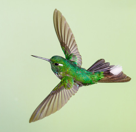 Purple-bibbed Whitetip